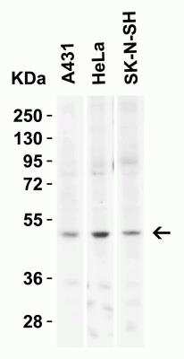 Western Blot: Kremen-2 AntibodyBSA Free [NBP2-22339]
