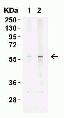 Western Blot: Kremen-2 AntibodyBSA Free [NBP2-22339]