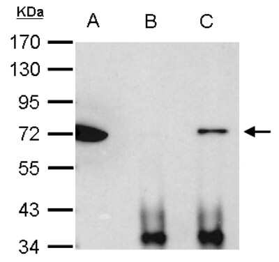 Immunoprecipitation: Ku70/XRCC6 Antibody [NBP2-19311]