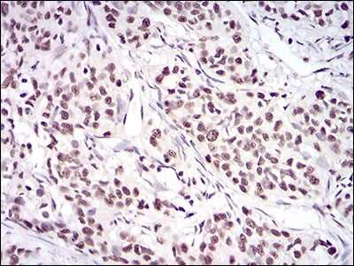 Immunohistochemistry-Paraffin: Ku70/XRCC6 Antibody (2F7F5) - BSA Free [NBP2-52589]