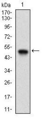 Western Blot: Ku70/XRCC6 Antibody (2F7F5)BSA Free [NBP2-52589]
