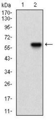 Western Blot: Ku70/XRCC6 Antibody (2F7F5)BSA Free [NBP2-52589]