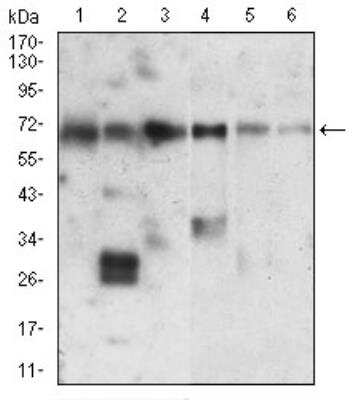 Western Blot: Ku70/XRCC6 Antibody (2F7F5)BSA Free [NBP2-52589]