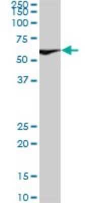 Western Blot: Ku70/XRCC6 Antibody (3D12) [H00002547-M05]