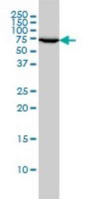 Western Blot: Ku70/XRCC6 Antibody (4C2-1A6) [H00002547-M01]