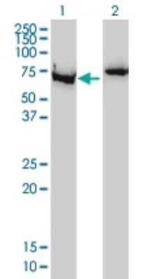 Western Blot: Ku70/XRCC6 Antibody (4C2-1A6) [H00002547-M01]