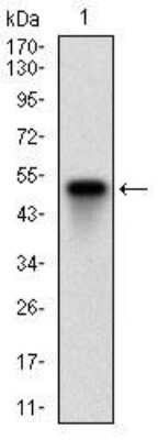 Western Blot: Ku70/XRCC6 Antibody (7A9E7)BSA Free [NBP2-52590]