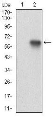 Western Blot: Ku70/XRCC6 Antibody (7A9E7)BSA Free [NBP2-52590]