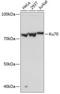 Western Blot: Ku70/XRCC6 Antibody (8L6B6) [NBP3-15358]