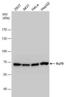 Western Blot: Ku70/XRCC6 Antibody [NBP2-19311]