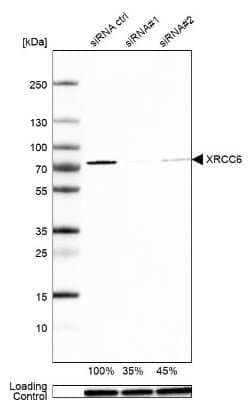 Western Blot: Ku70/XRCC6 Antibody [NBP2-38567]