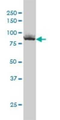 Western Blot: Ku80/XRCC5 Antibody (3D8) [H00007520-M02]