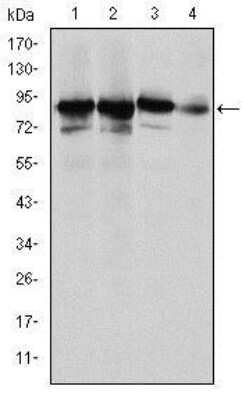 Western Blot: Ku80/XRCC5 Antibody (5C5)BSA Free [NBP2-37583]