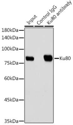 Immunoprecipitation: Ku80/XRCC5 Antibody (7N7G3) [NBP3-15448]