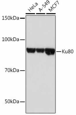 Western Blot: Ku80/XRCC5 Antibody (7N7G3) [NBP3-15448]