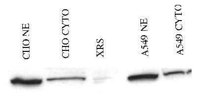 Immunoprecipitation: Ku80/XRCC5 Antibody - BSA Free [NB100-503]