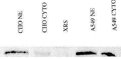 Immunoprecipitation: Ku80/XRCC5 Antibody - BSA Free [NB100-508]