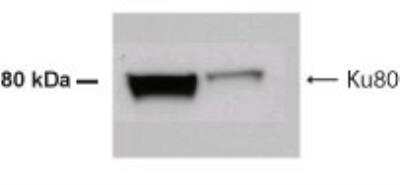 Western Blot: Ku80/XRCC5 AntibodyBSA Free [NB100-508]