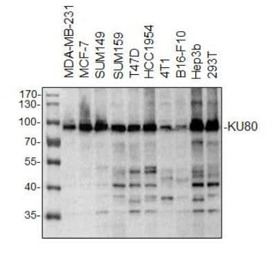 Western Blot: Ku80/XRCC5 AntibodyBSA Free [NB100-508]