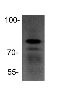 Western Blot: Ku80/XRCC5 Antibody [NBP1-56408]