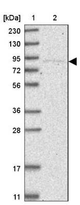 Western Blot: Ku80/XRCC5 Antibody [NBP1-87829]