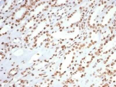 Immunohistochemistry-Paraffin: Ku80/XRCC5 Antibody (XRCC5/7315) [NBP3-13795]