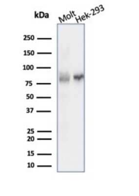 Western Blot: Ku80/XRCC5 Antibody (XRCC5/7315) [NBP3-13795]