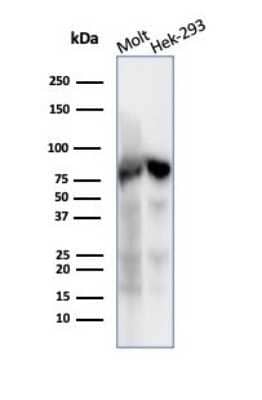 Western Blot: Ku80/XRCC5 Antibody (XRCC5/7317) [NBP3-13796]