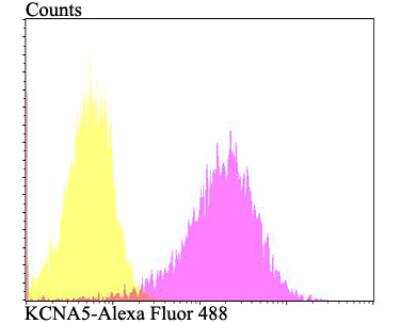 Flow Cytometry: Kv1.5 Antibody [NBP2-76939]
