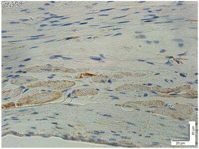 Immunohistochemistry-Paraffin: Kv1.5 Antibody [NBP2-76939]