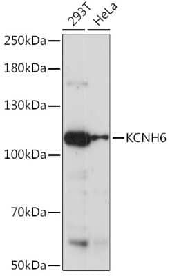 Western Blot: Kv11.2 AntibodyAzide and BSA Free [NBP3-03792]