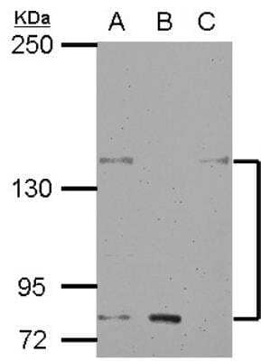 Western Blot: Kv11.3 Antibody [NBP2-17029]