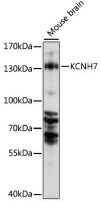 Western Blot: Kv11.3 AntibodyAzide and BSA Free [NBP3-03211]