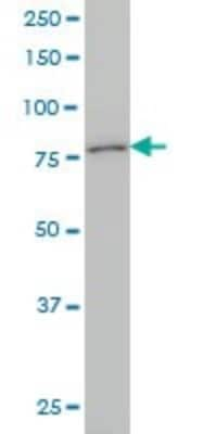 Western Blot: Kv3.3 Antibody (1C1) [H00003748-M01]