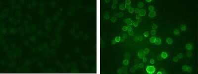 Immunohistochemistry: Potassium Channel Kv3.1 [p Ser503] Antibody [NB300-279]