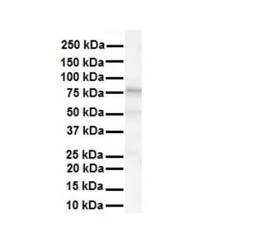 Western Blot: Kv3.3 Antibody [NBP3-10356]