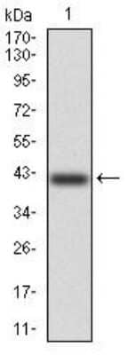 Western Blot: Kv4.2 Antibody (5B11B9)BSA Free [NBP2-52497]