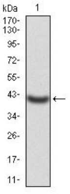 Western Blot: Kv4.2 Antibody (7G6A10)BSA Free [NBP2-52498]