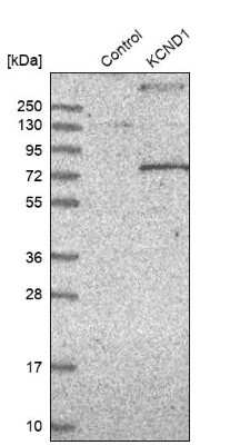 Western Blot: Kv4.1 Antibody [NBP1-81336]