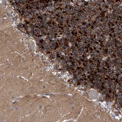 Immunohistochemistry-Paraffin: Kv4.2 Antibody [NBP1-87708]