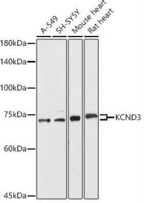 Western Blot: Kv4.3 AntibodyAzide and BSA Free [NBP3-03750]