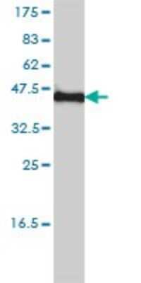 Western Blot: Kv5.1 Antibody (1B2-7B6) [H00003754-M01]