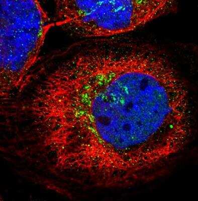 Immunocytochemistry/ Immunofluorescence: Kv5.1 Antibody [NBP1-81605]