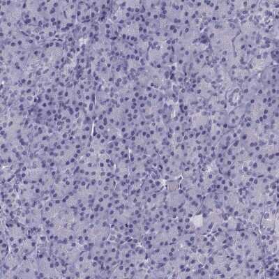 Immunohistochemistry-Paraffin: Kv5.1 Antibody [NBP2-62639]