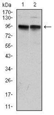 Western Blot: Kv7.1 Antibody (5E12)BSA Free [NBP2-37538]