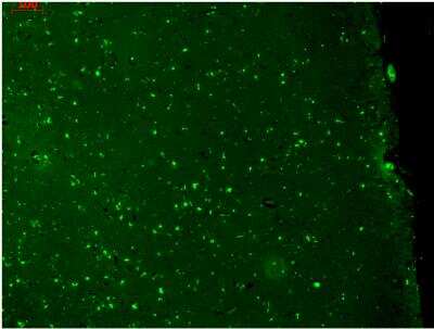 Immunohistochemistry: Kv7.1 Antibody (S37A/10) [NBP2-12897]