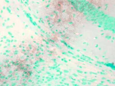 Immunohistochemistry: Kv7.1 Antibody (S37A/10) [NBP2-12897]
