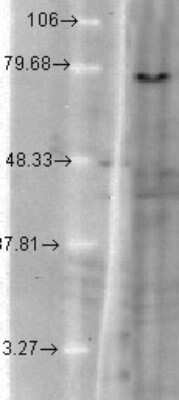 Western Blot: Kv7.1 Antibody (S37A/10) [NBP2-12897]