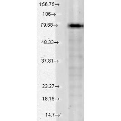 Western Blot: Kv7.1 Antibody (S37A/10) [NBP2-12897]