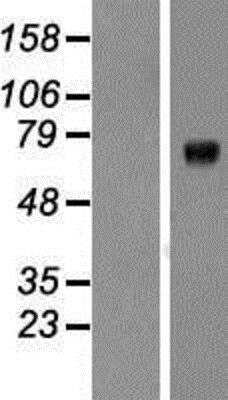 Western Blot: Kv7.1 Overexpression Lysate [NBP2-04880]